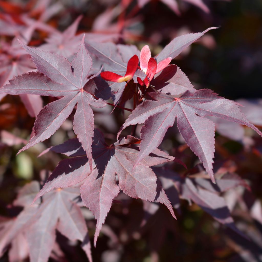 Acer palmatum Bloodgood - Japanse esdoorn
