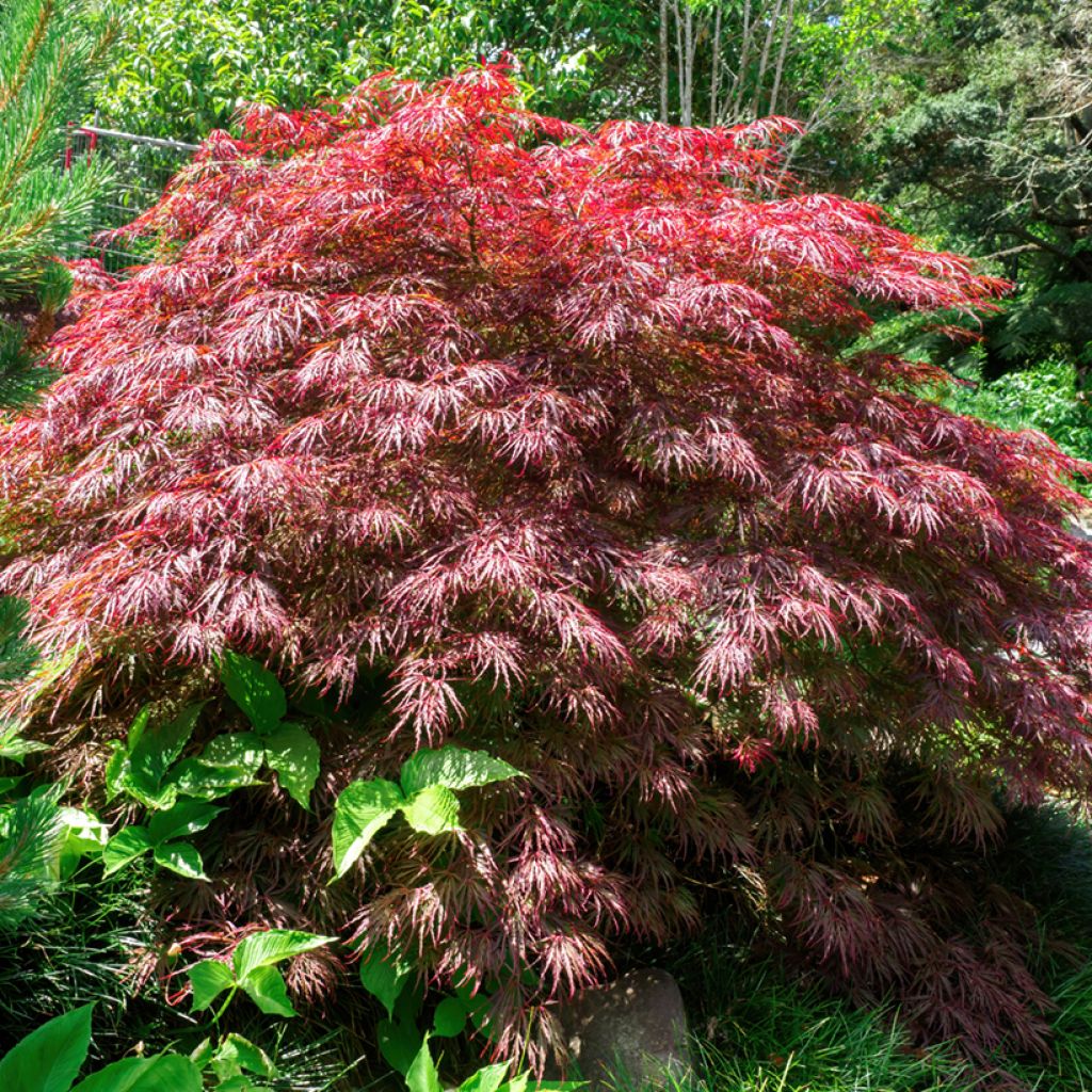 Acer palmatum var. dissectum Crimson Queen - Japanse esdoorn