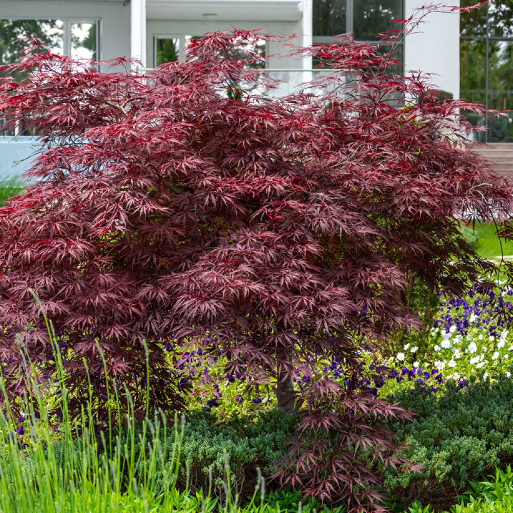 Acer palmatum var. dissectum Crimson Queen - Japanse esdoorn