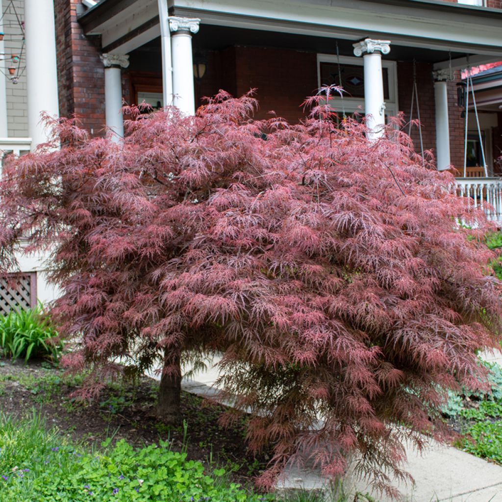 Acer palmatum var. dissectum Crimson Queen - Japanse esdoorn