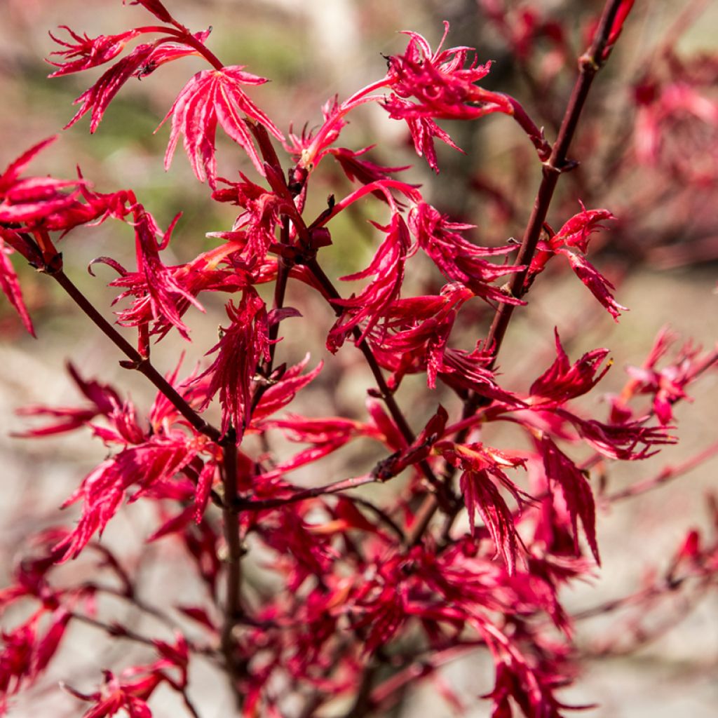 Acer palmatum Deshojo - Japanse esdoorn