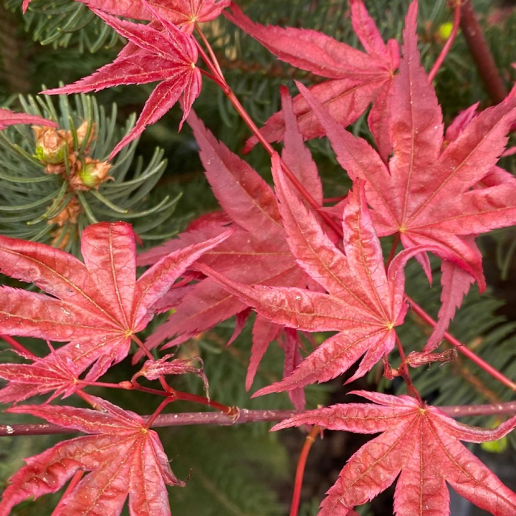 Acer palmatum Deshojo - Japanse esdoorn