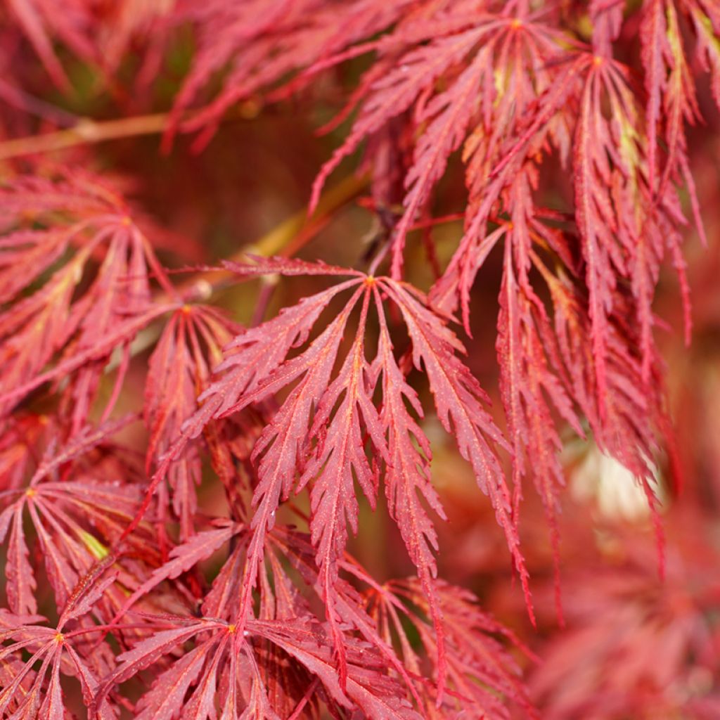 Acer palmatum Dissectum Garnet - Japanse esdoorn