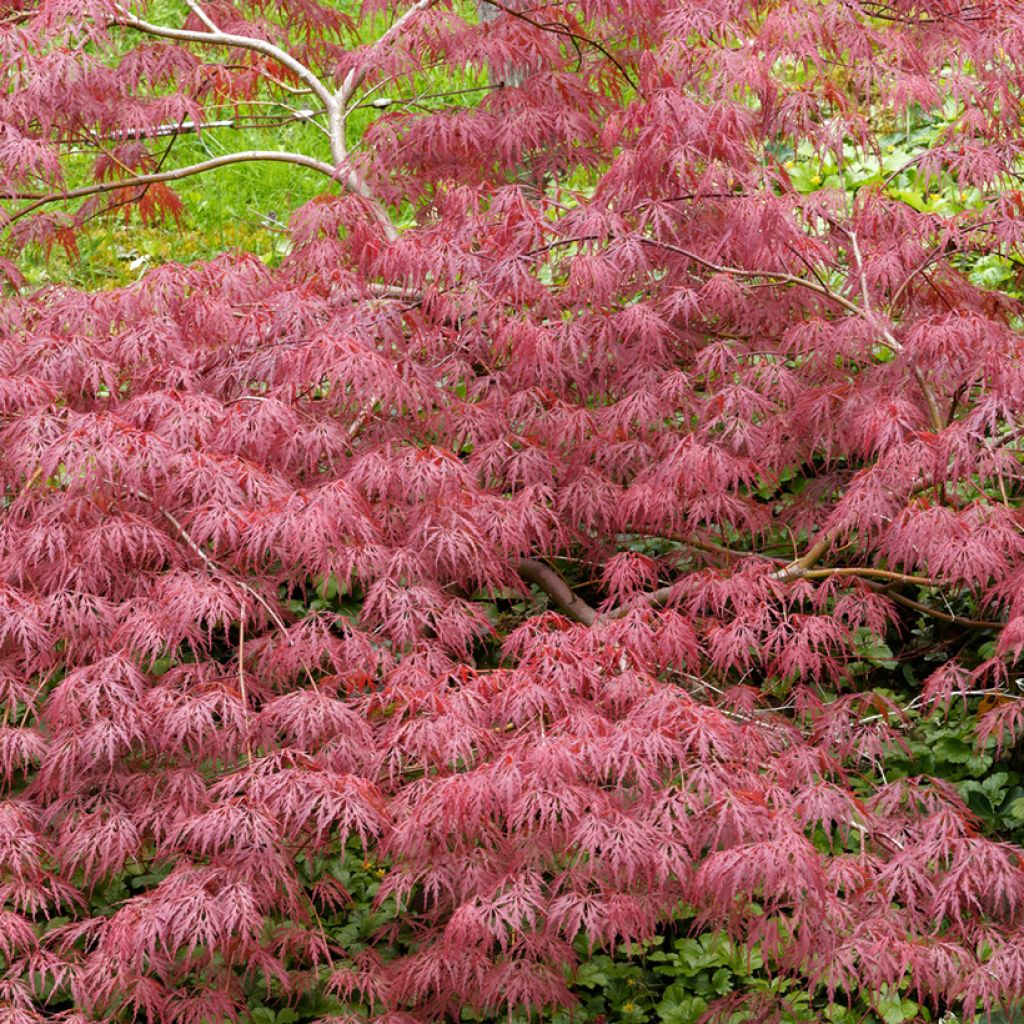 Acer palmatum Dissectum Garnet - Japanse esdoorn