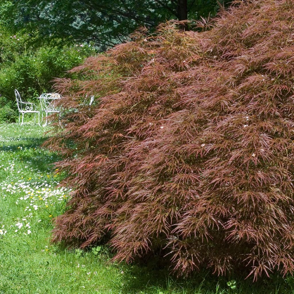 Acer palmatum Dissectum Garnet - Japanse esdoorn