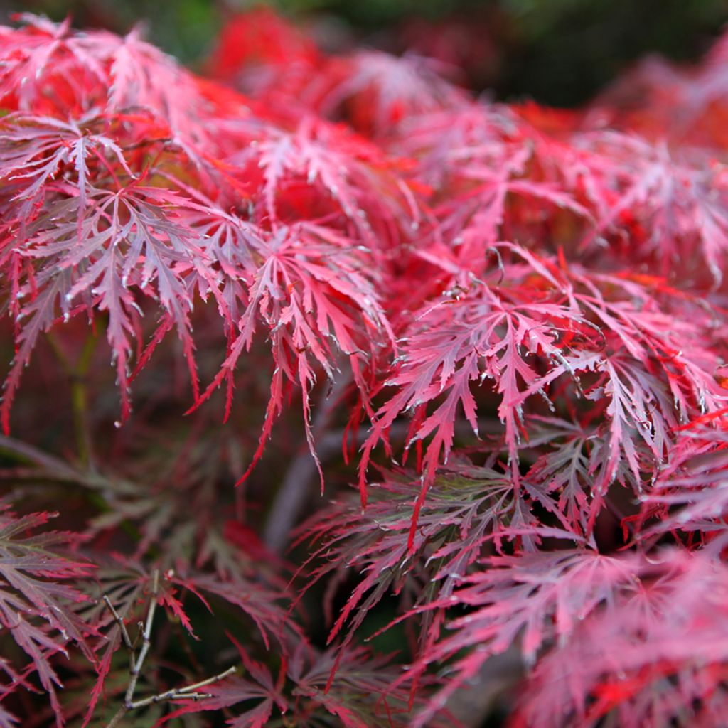 Acer palmatum Dissectum Garnet - Japanse esdoorn