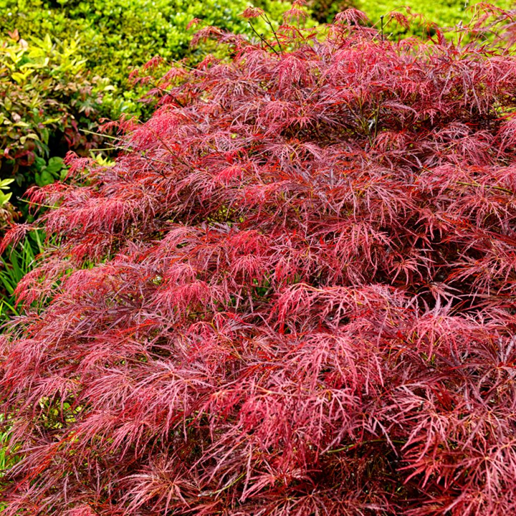 Acer palmatum Dissectum Garnet - Japanse esdoorn