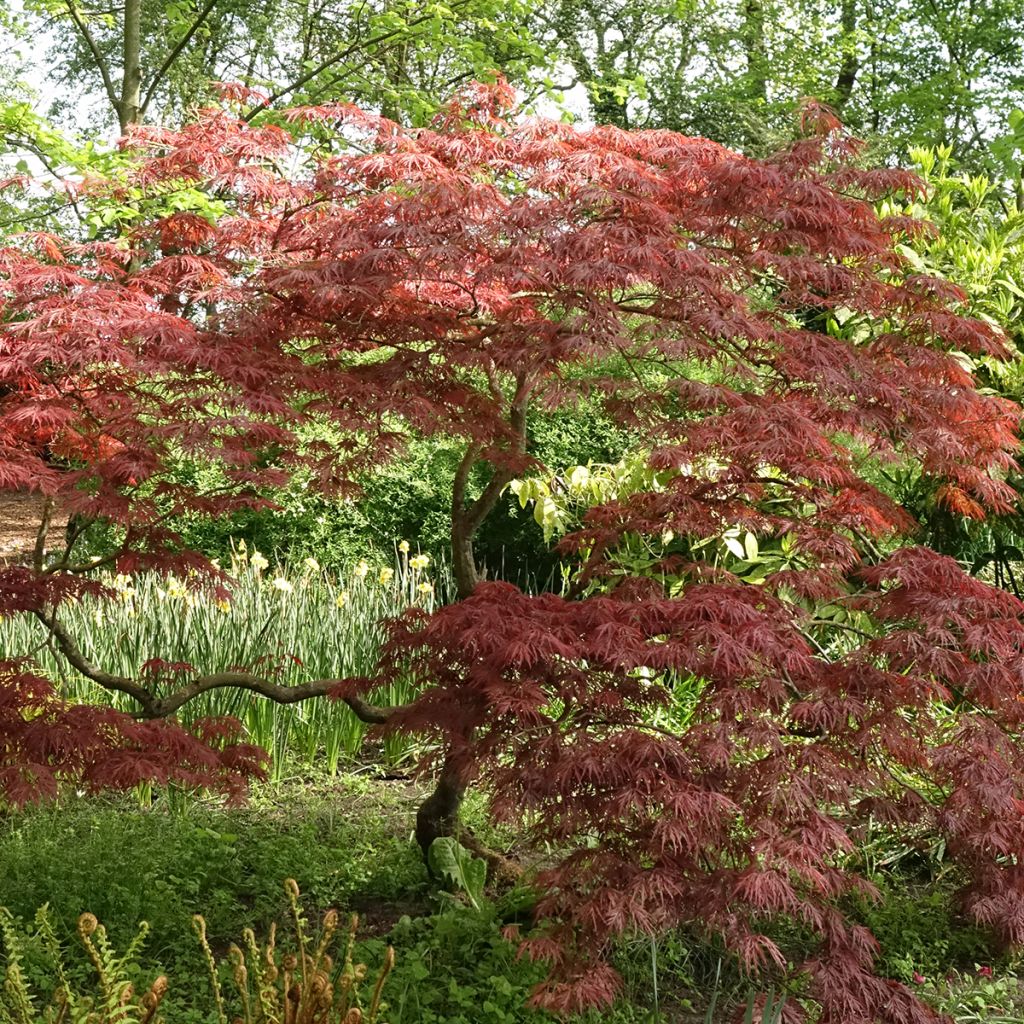 Acer palmatum Dissectum Garnet - Japanse esdoorn