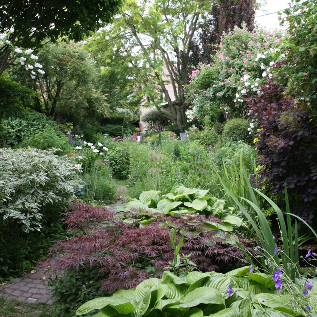 Acer palmatum Dissectum Garnet - Japanse esdoorn