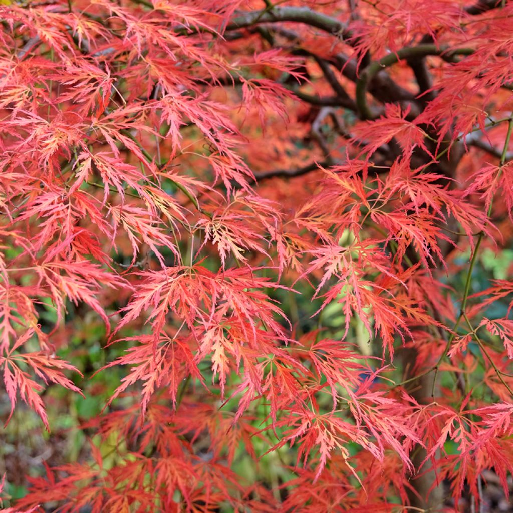 Acer palmatum Dissectum Viridis - Japanse esdoorn
