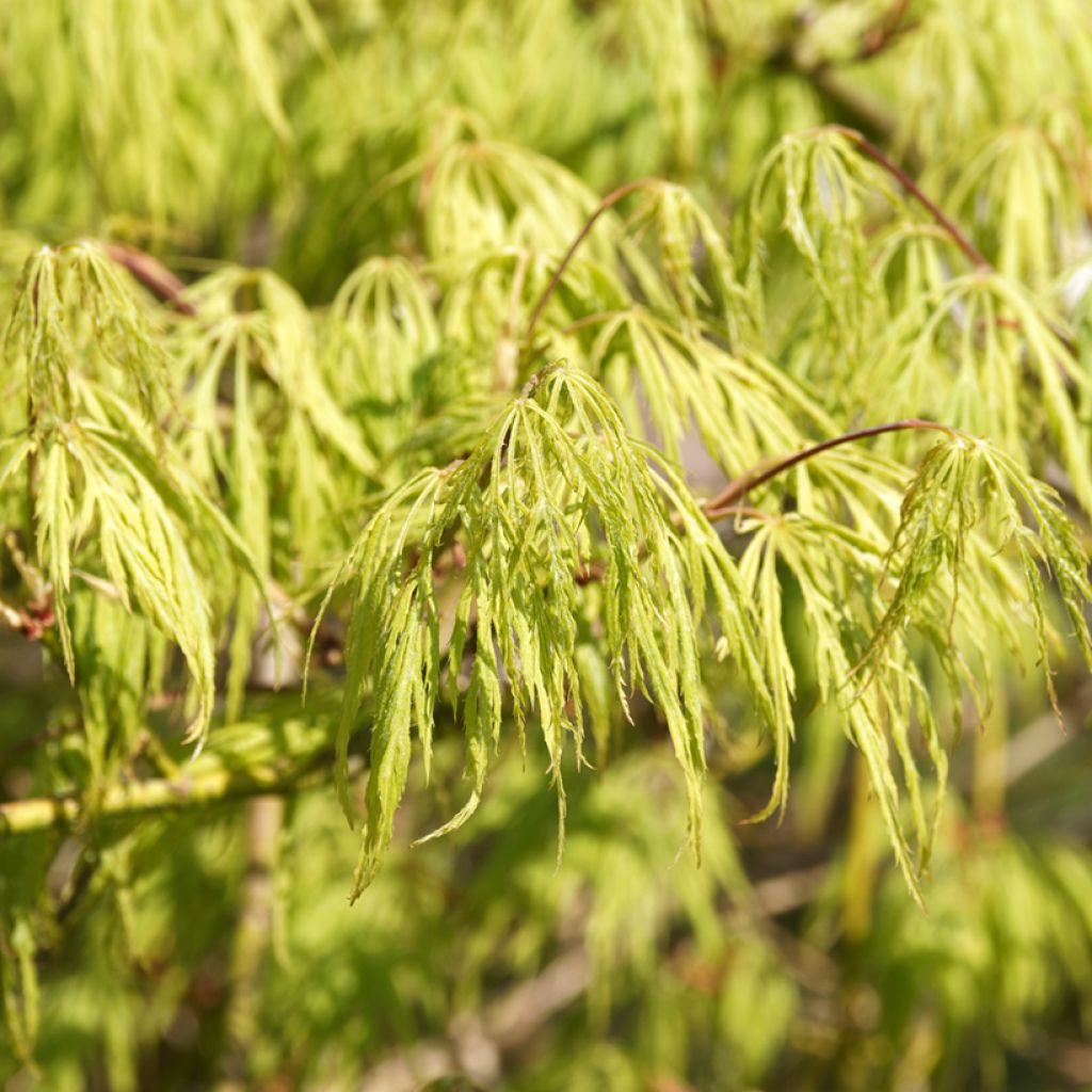Acer palmatum Dissectum Viridis - Japanse esdoorn
