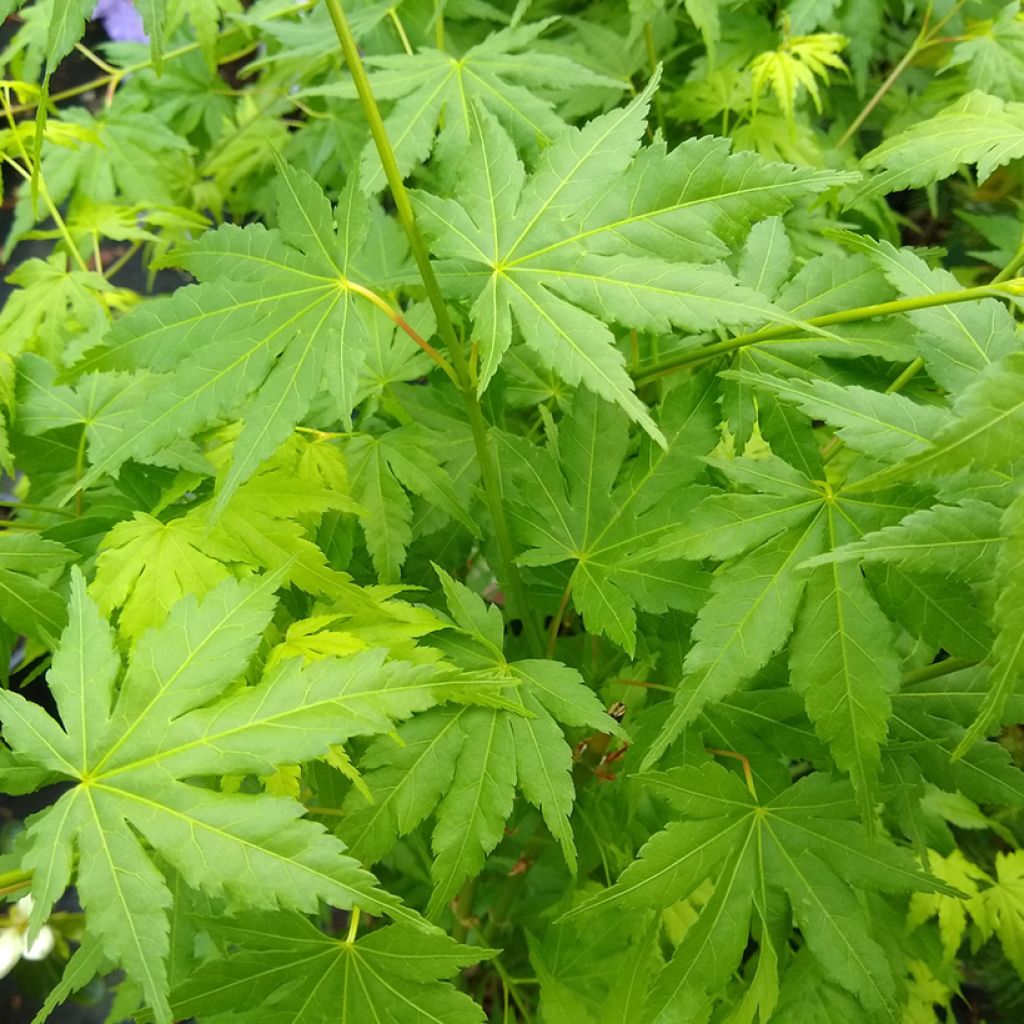 Acer palmatum Going Green - Japanse esdoorn