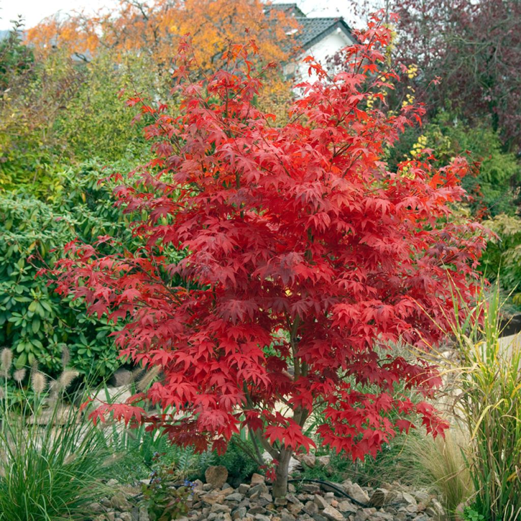 Acer palmatum Osakazuki - Japanse esdoorn