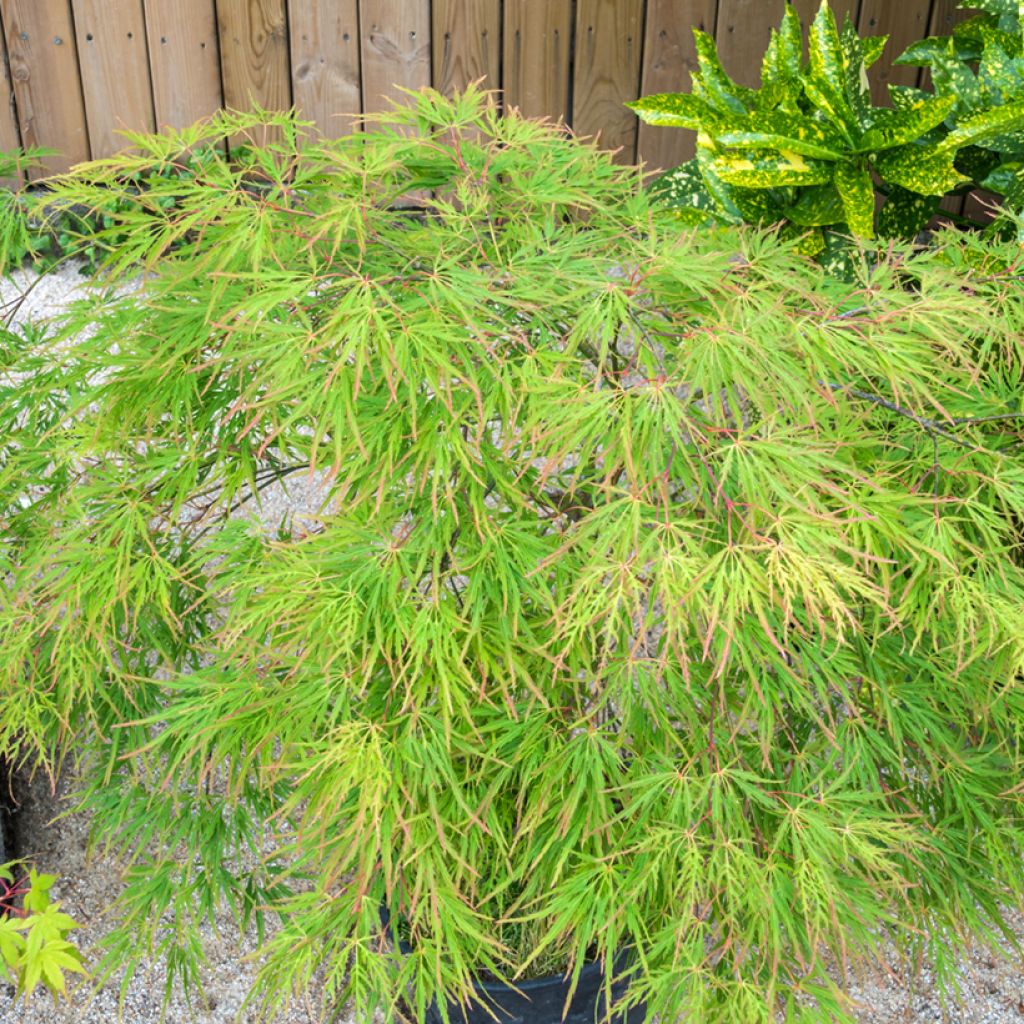 Acer palmatum Seiryu - Japanse esdoorn