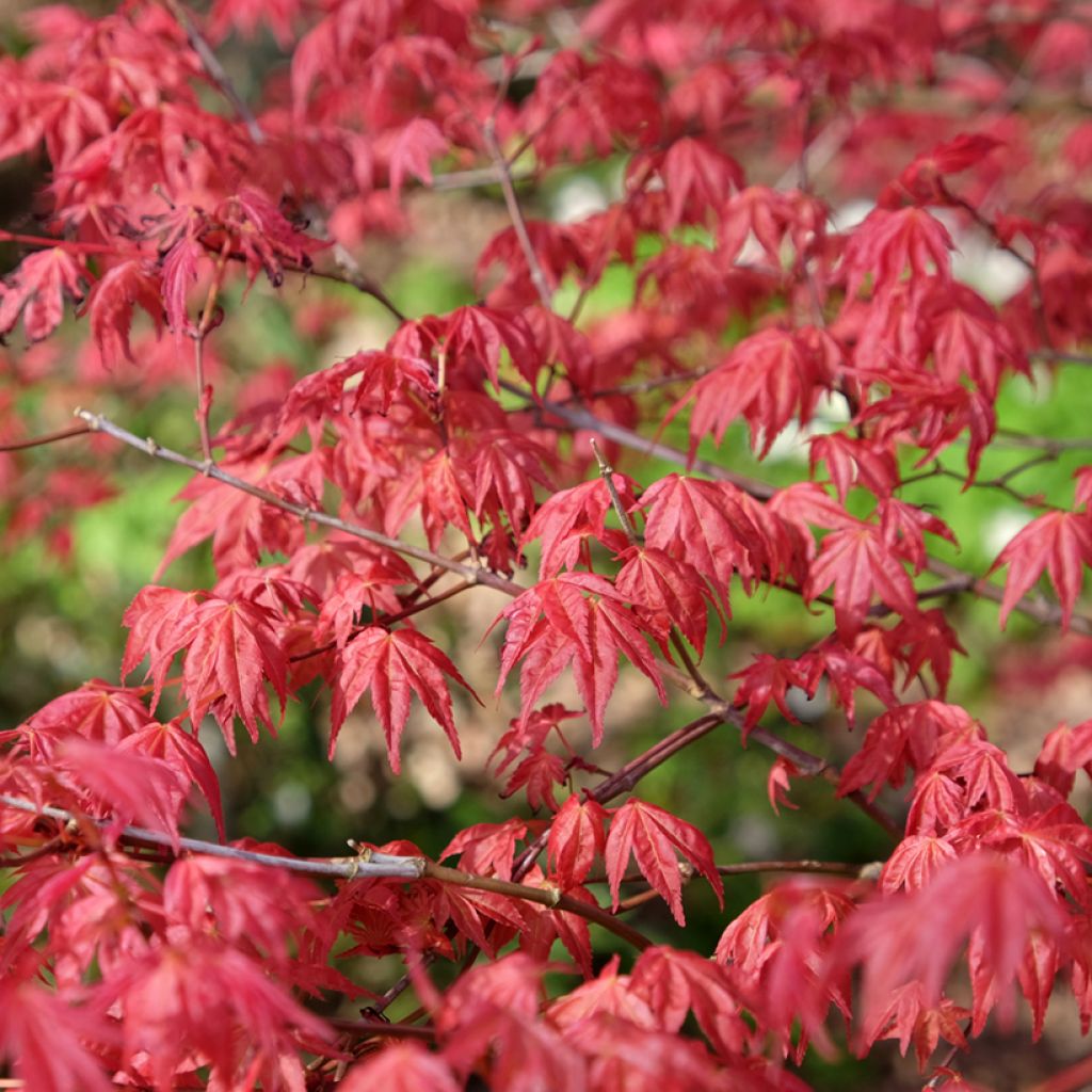 Acer palmatum Shindeshojo - Japanse esdoorn