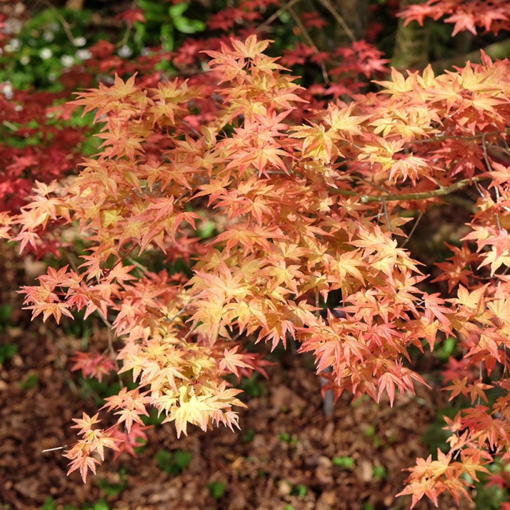 Acer palmatum Shindeshojo - Japanse esdoorn