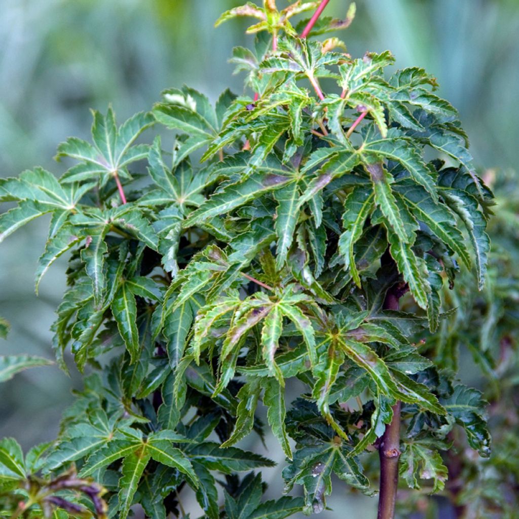 Acer palmatum Shishigashira - Japanse esdoorn