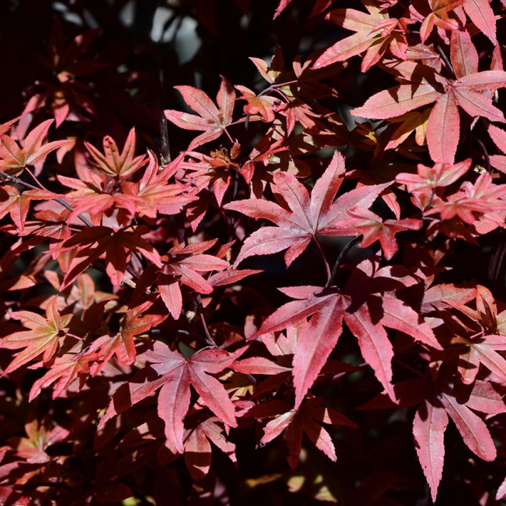 Acer palmatum Twomblys Red Sentinel - Japanse esdoorn