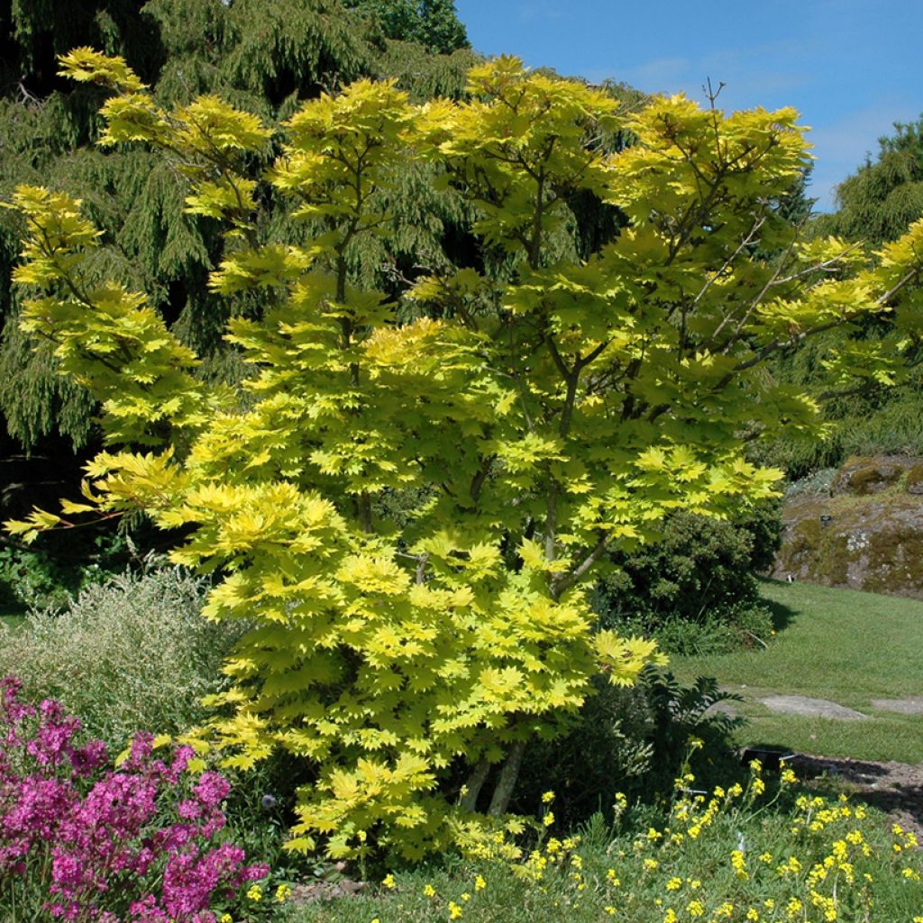 Acer shirasawanum Aureum - Japanse goudesdoorn