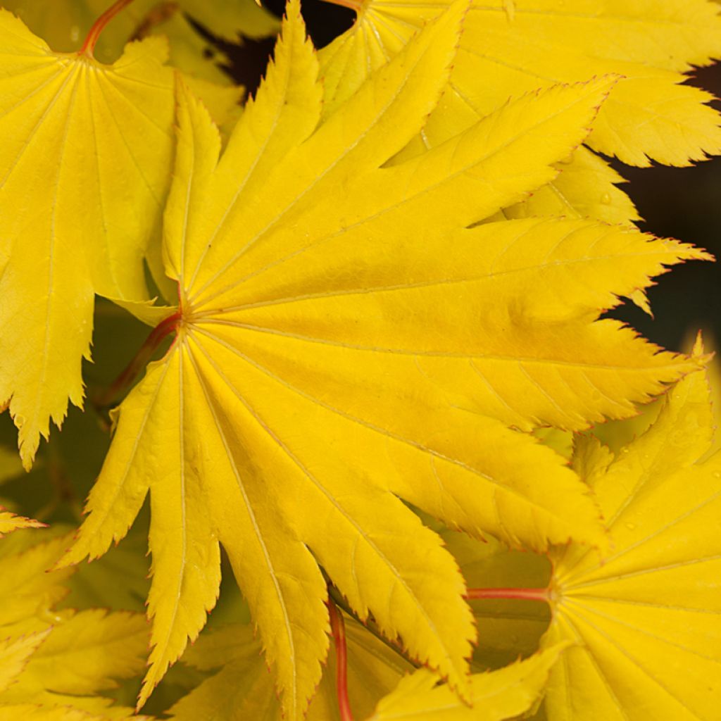 Acer shirasawanum Aureum - Japanse goudesdoorn