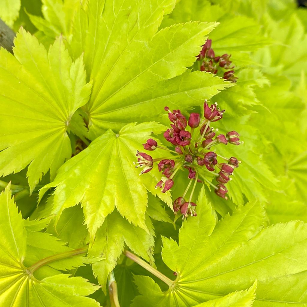 Acer shirasawanum Aureum - Japanse goudesdoorn
