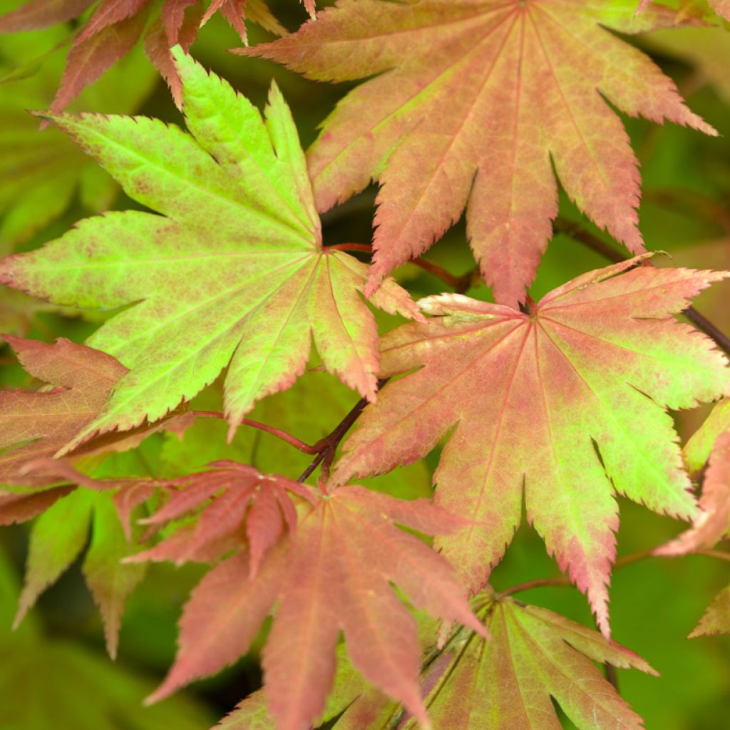 Acer shirasawanum Autumn Moon - Japanse esdoorn