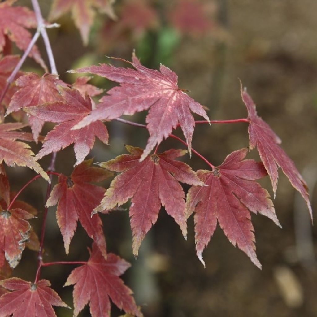 Acer palmatum Orange Dream - Japanse esdoorn