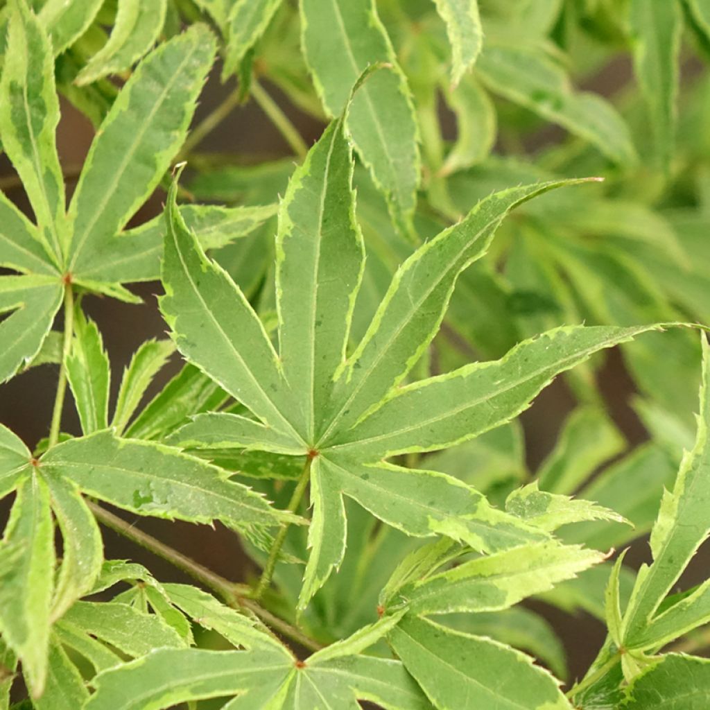 Acer palmatum Pink Passion - Japanse esdoorn