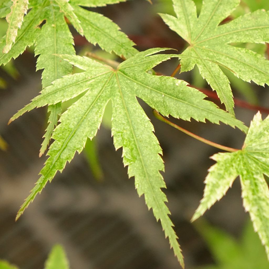 Acer palmatum Phoenix - Japanse esdoorn