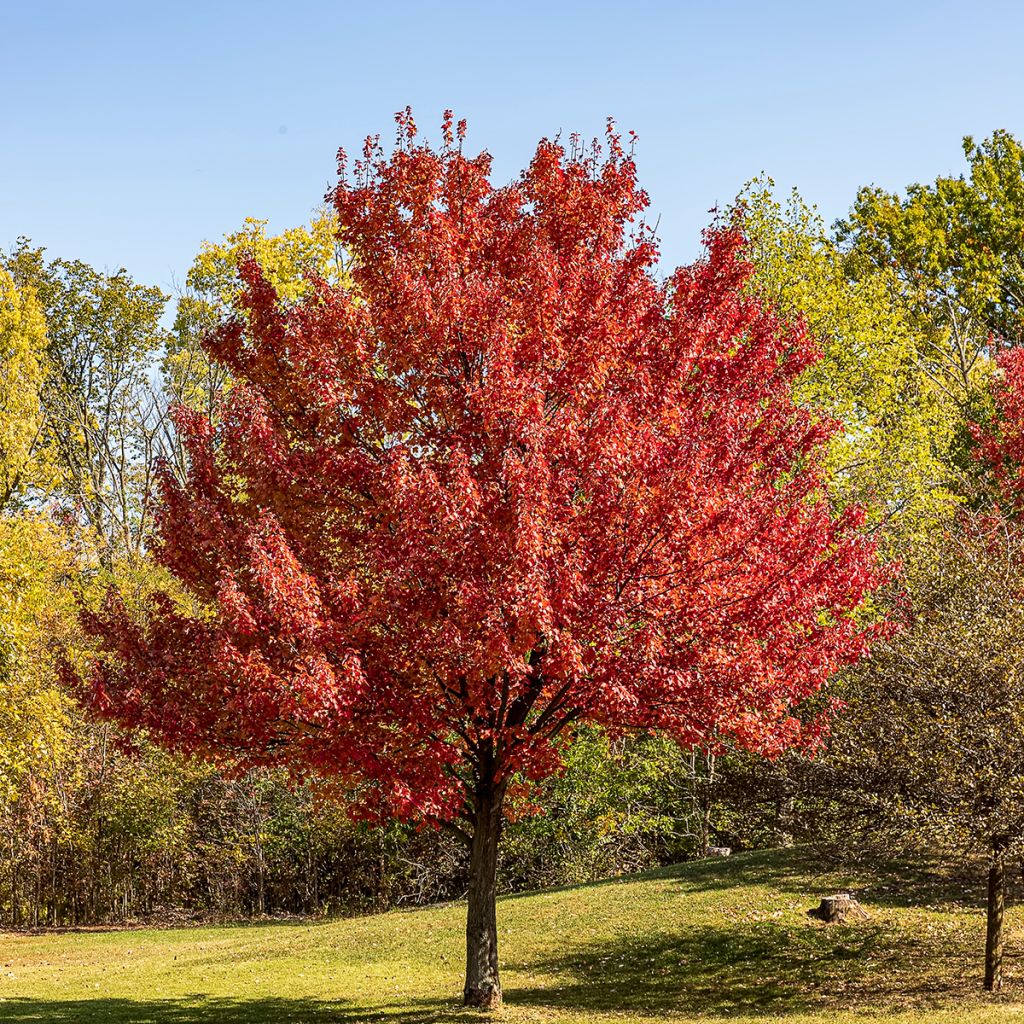 Acer rubrum - Rode esdoorn