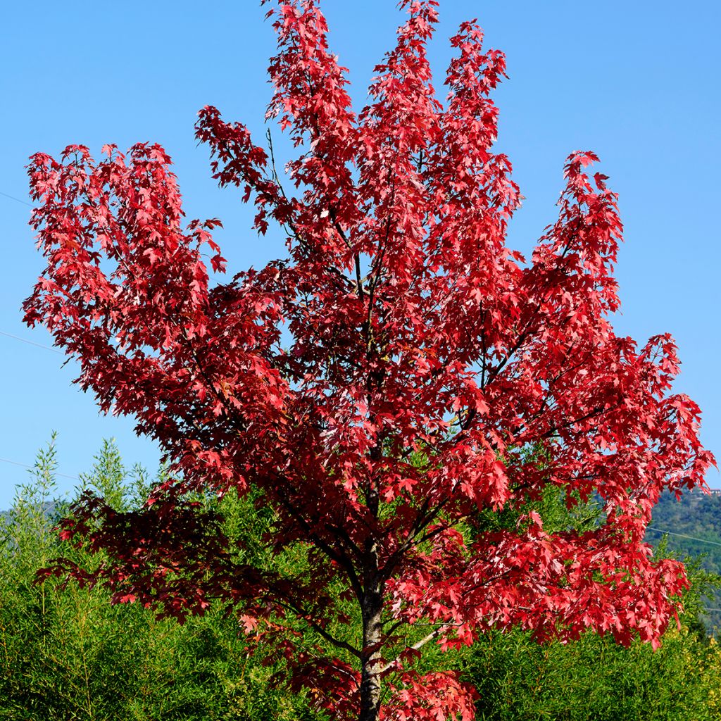 Acer rubrum - Rode esdoorn