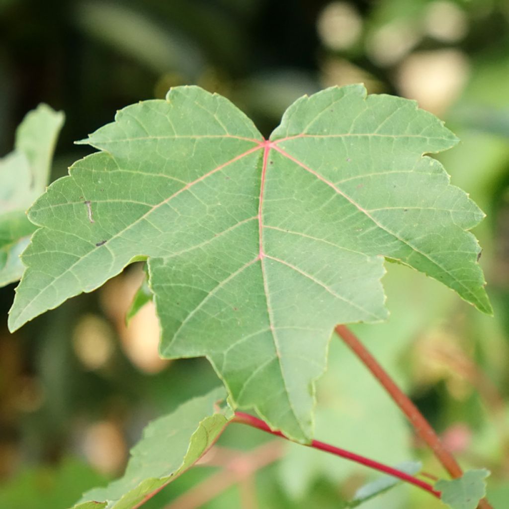 Acer rubrum - Rode esdoorn