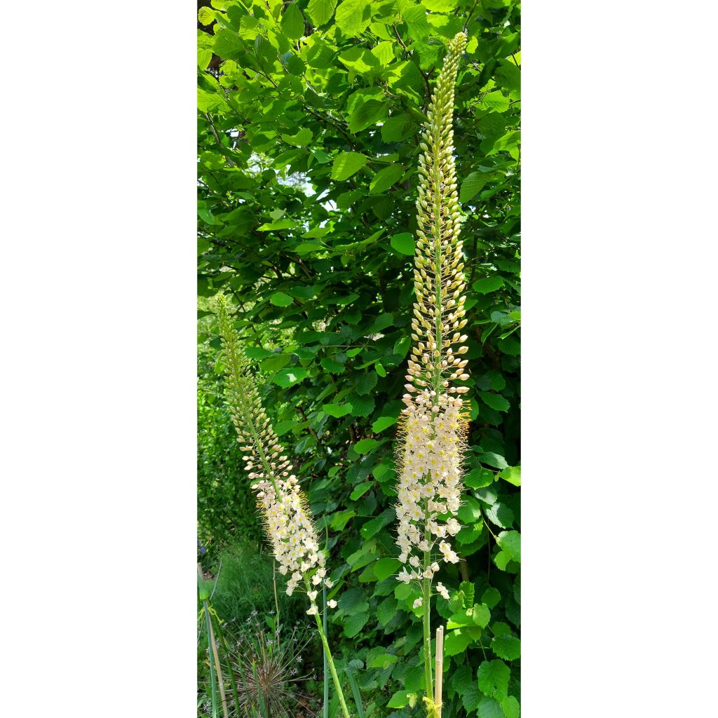 Eremurus Romance - Steppenlelie