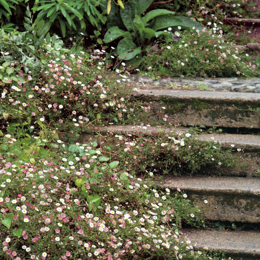 Erigeron karvinskianus - Muurfijnstraal