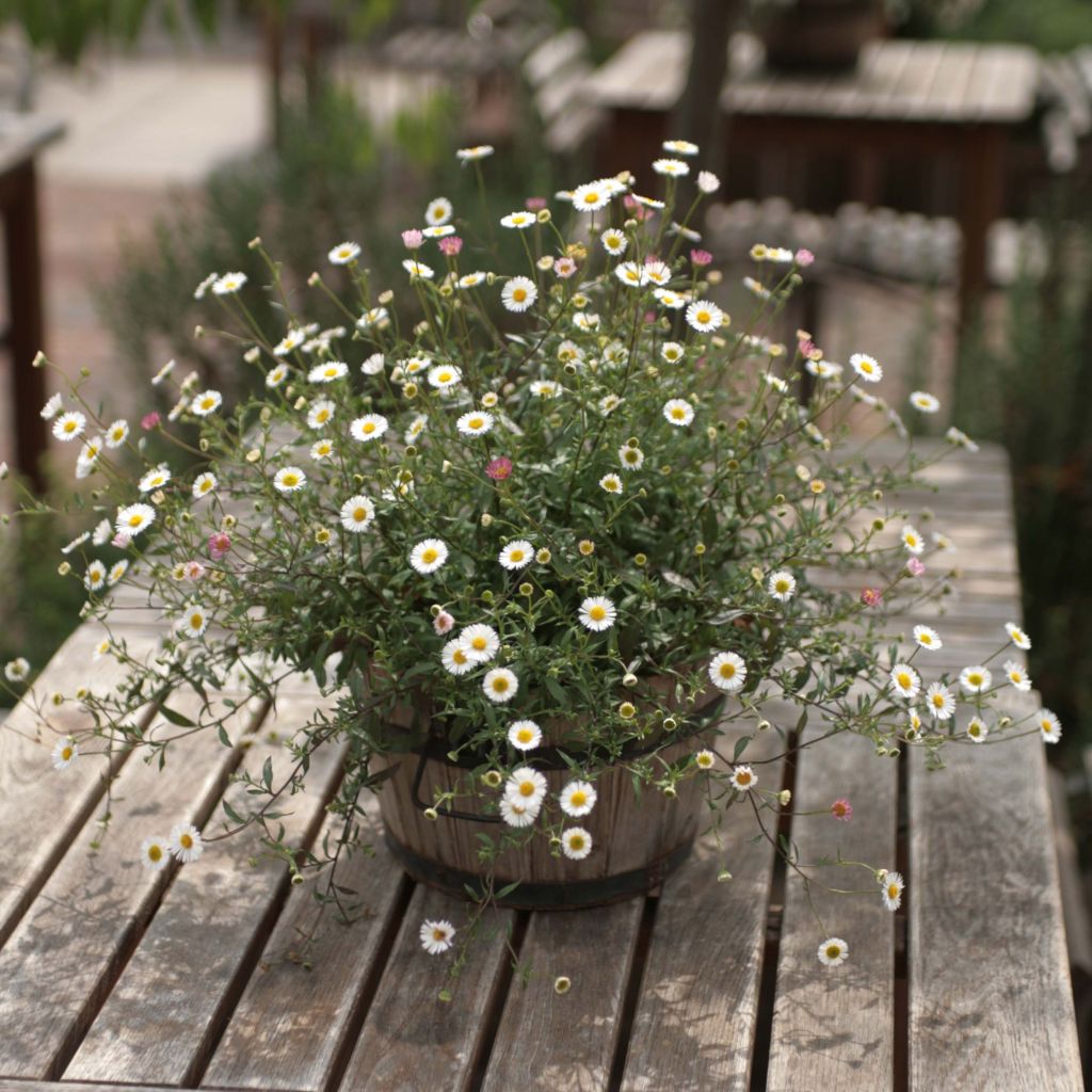 Erigeron karvinskianus - Muurfijnstraal