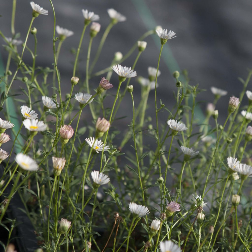 Erigeron karvinskianus - Muurfijnstraal