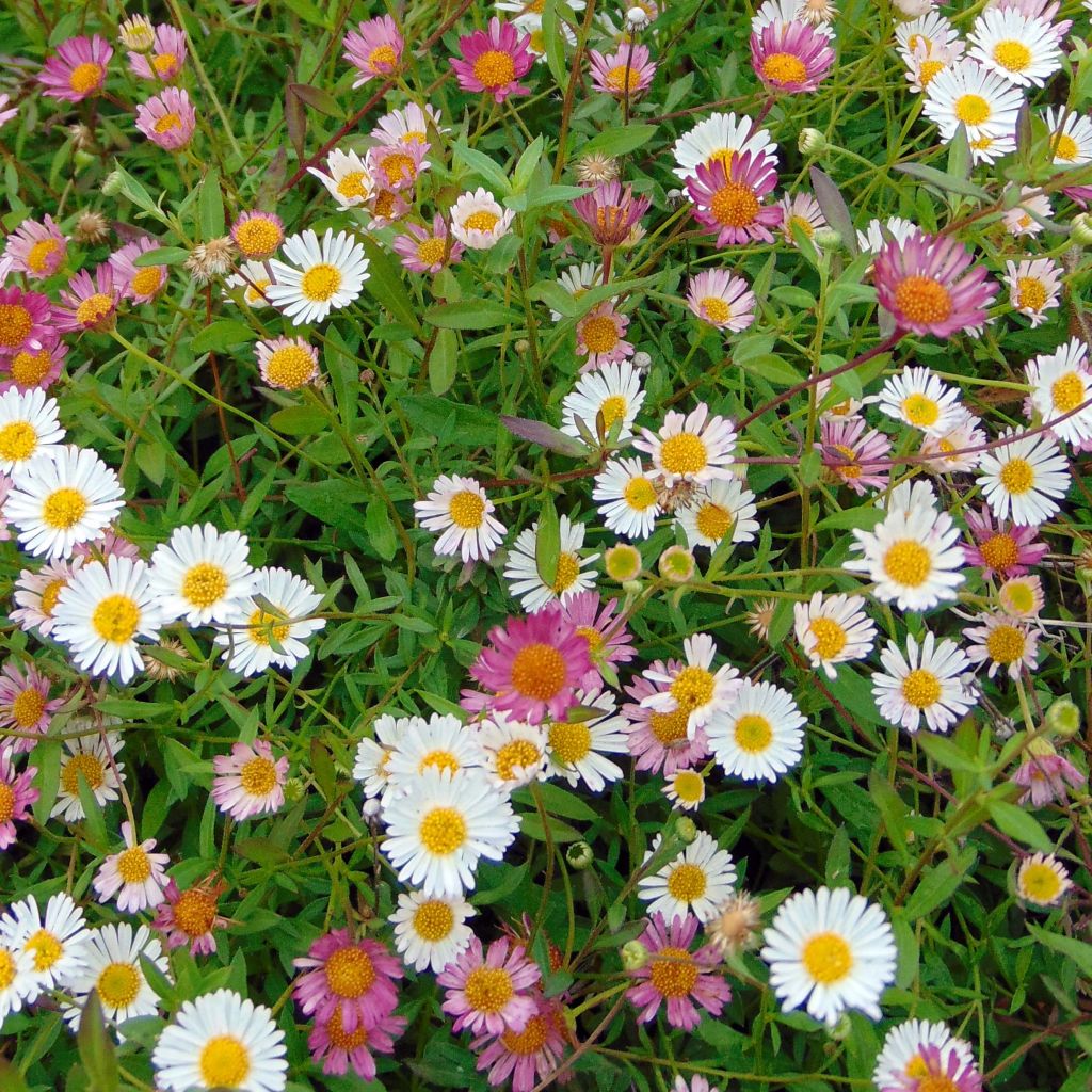 Erigeron karvinskianus - Muurfijnstraal