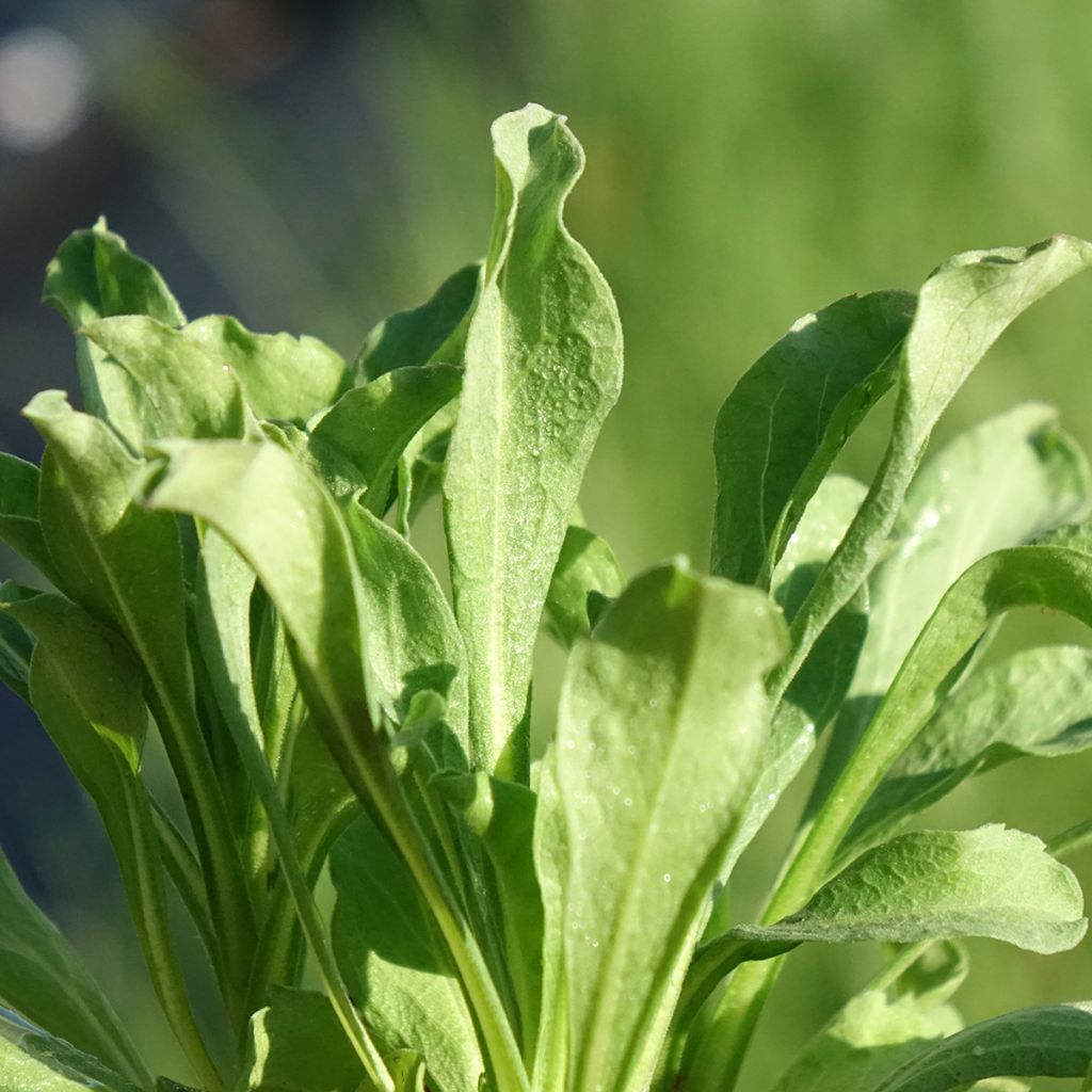 Erigeron leiomerus - Fijnstraal