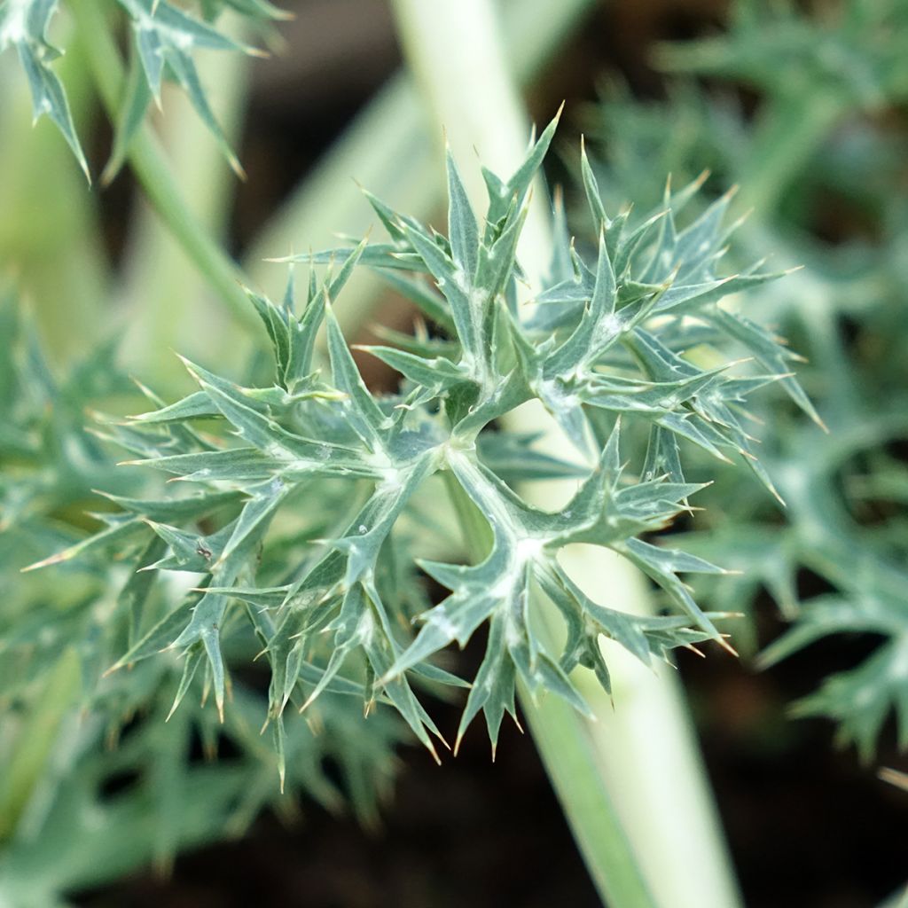 Eryngium bourgatii Picos Amethyst - Kruisdistel