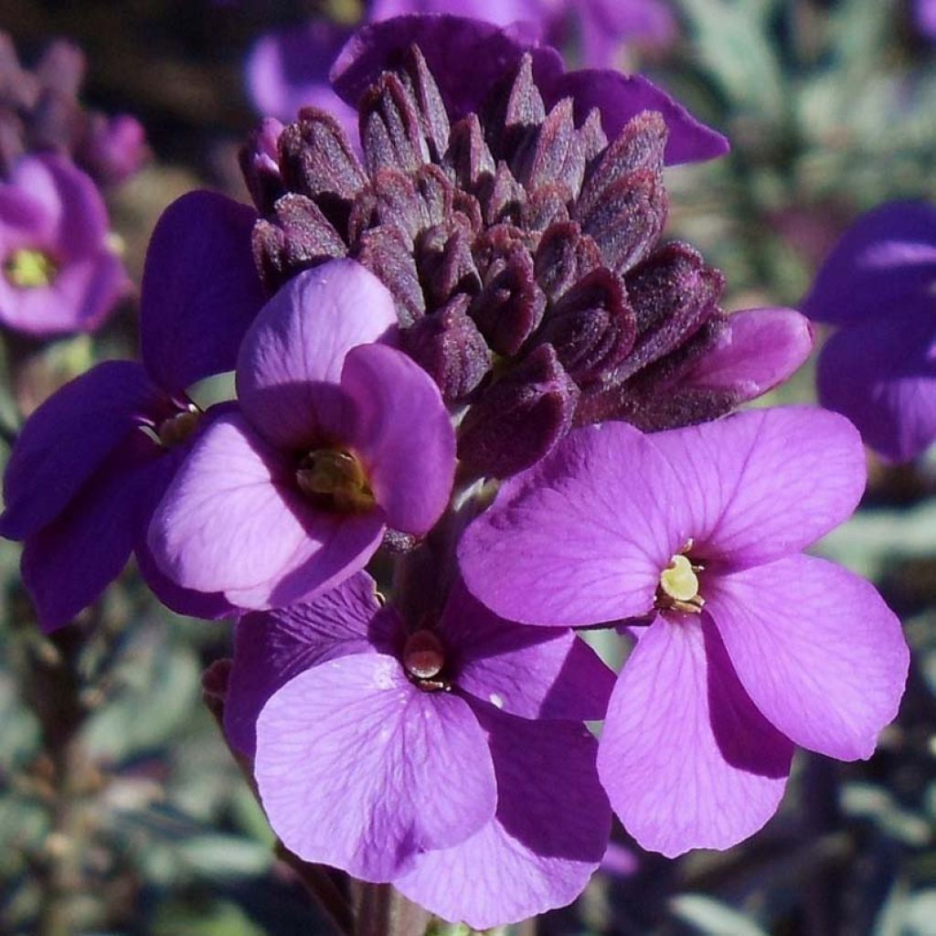 Erysimum Bowles Mauve – Muurbloem