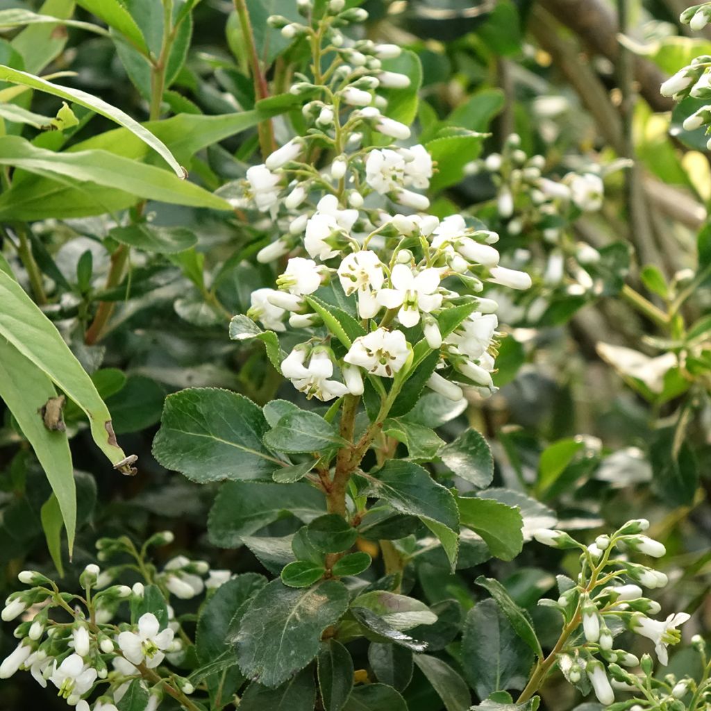 Escallonia Iveyi - Escalloniastruik