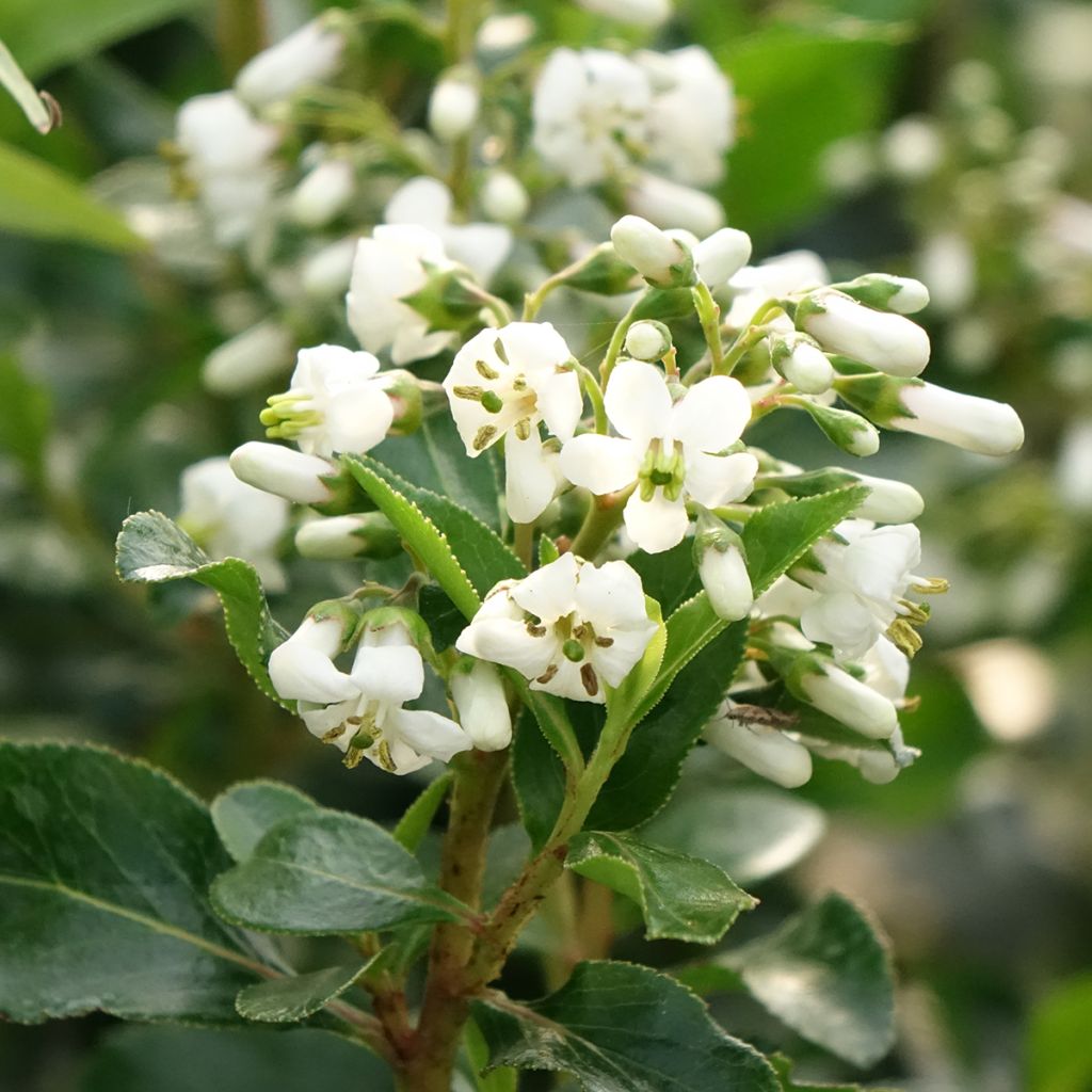 Escallonia Iveyi - Escalloniastruik