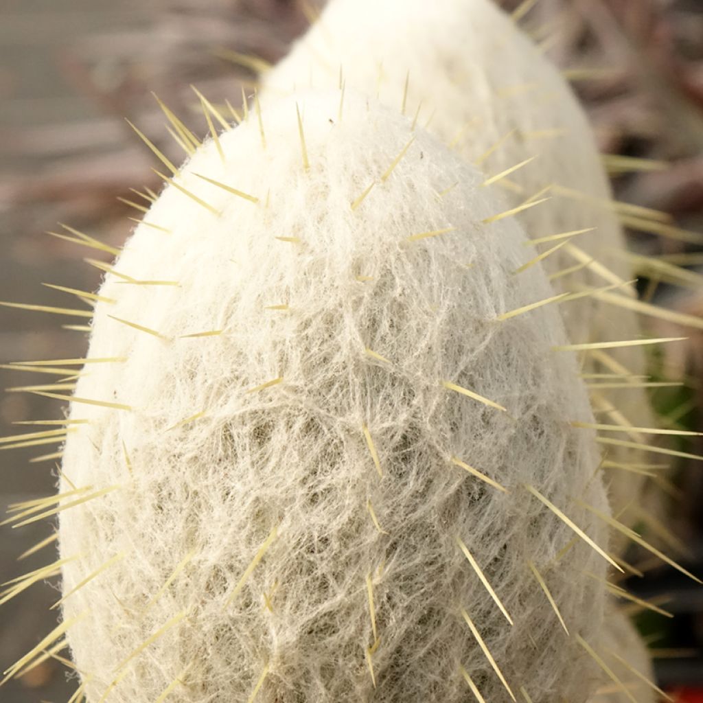 Espostoa churinensis - Cactus cierge