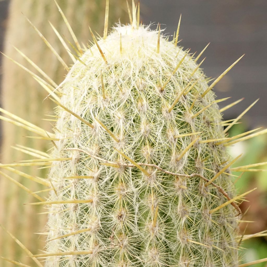 Espostoa lanata - Peruaanse oude man cactus