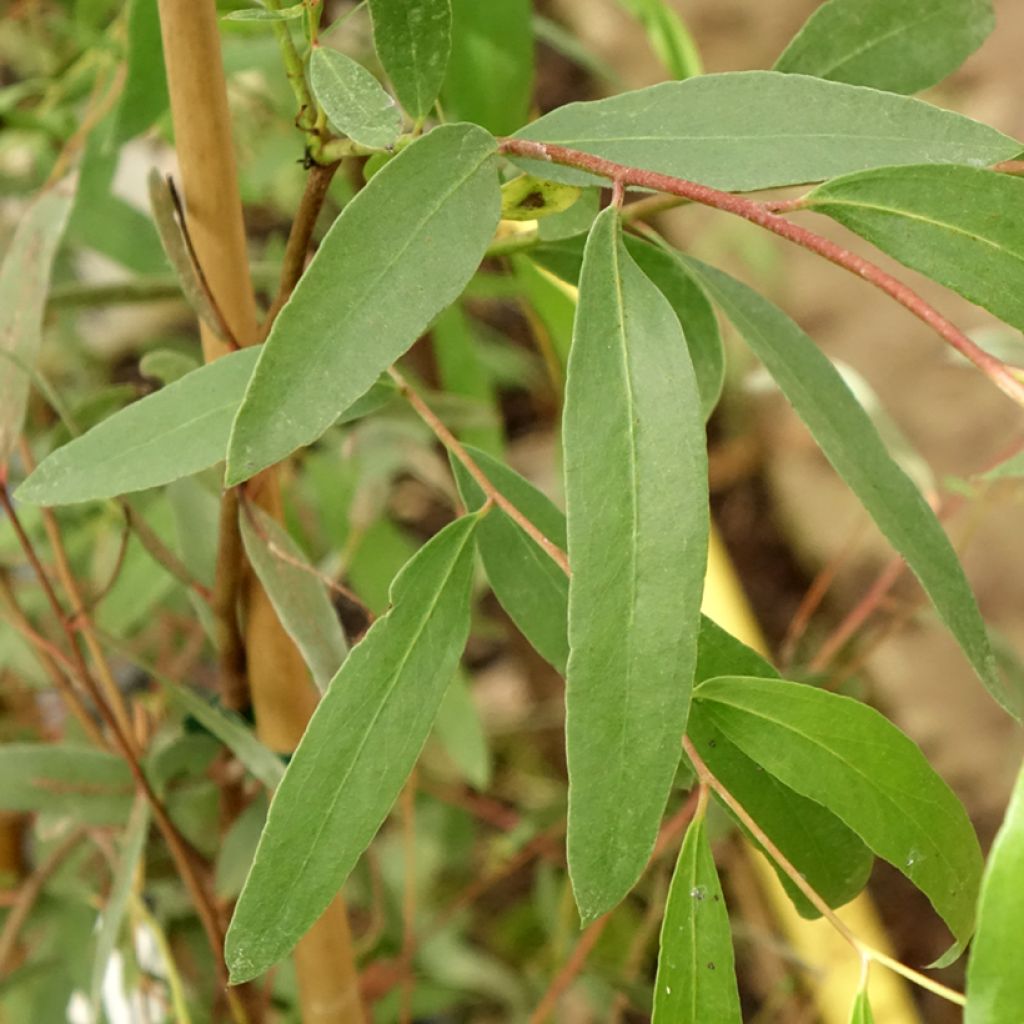 Eucalyptus aggregata - Zwarte gom
