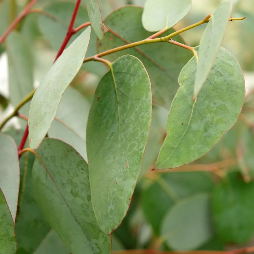 Eucalyptus delegatensis subsp. tasmaniensis - Alpine gomboom