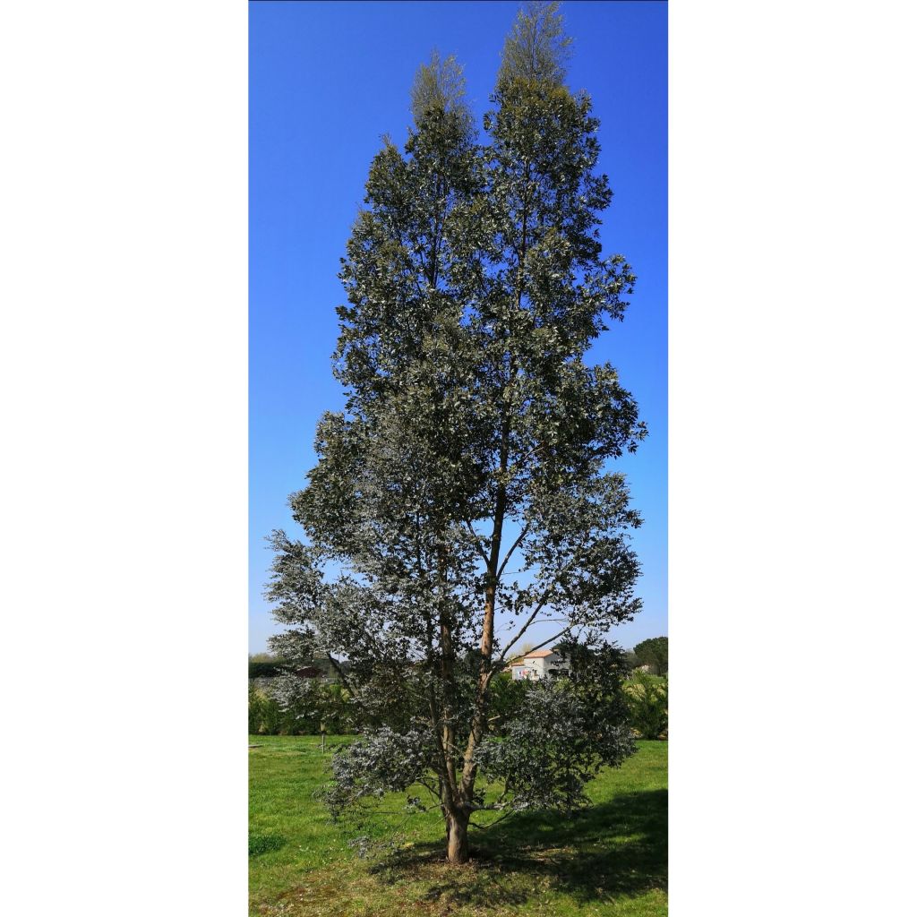 Eucalyptus gunnii Azura - Cidergomboom