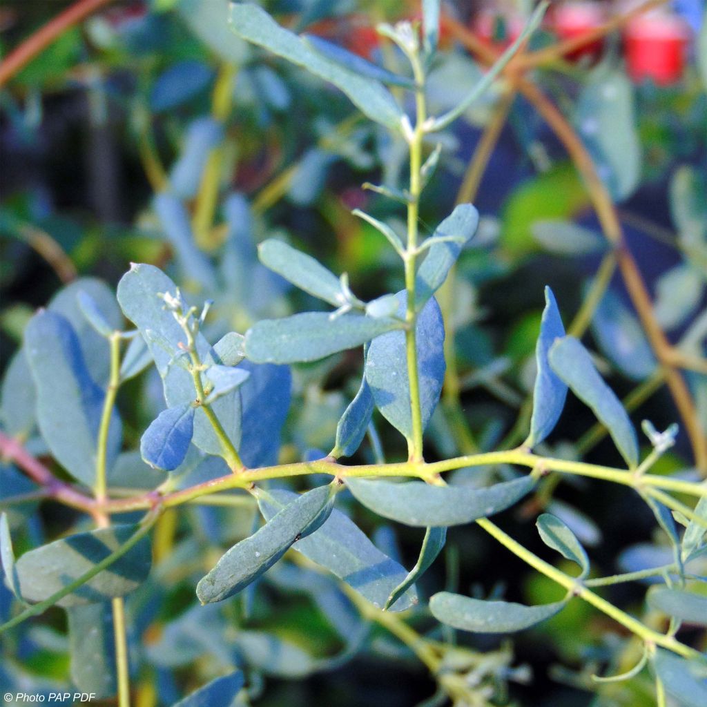 Eucalyptus gunnii France Bleu Rengun - Cidergomboom