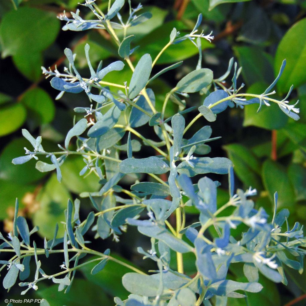 Eucalyptus gunnii France Bleu Rengun - Cidergomboom
