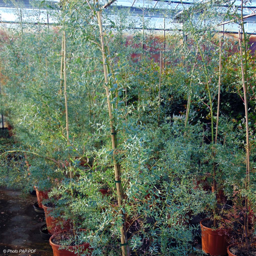 Eucalyptus gunnii France Bleu Rengun - Cidergomboom